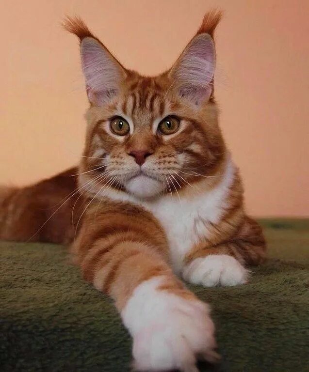 Кот уши с кисточками фото Вот это красавчик! Кошки и котята, Котята и Животные