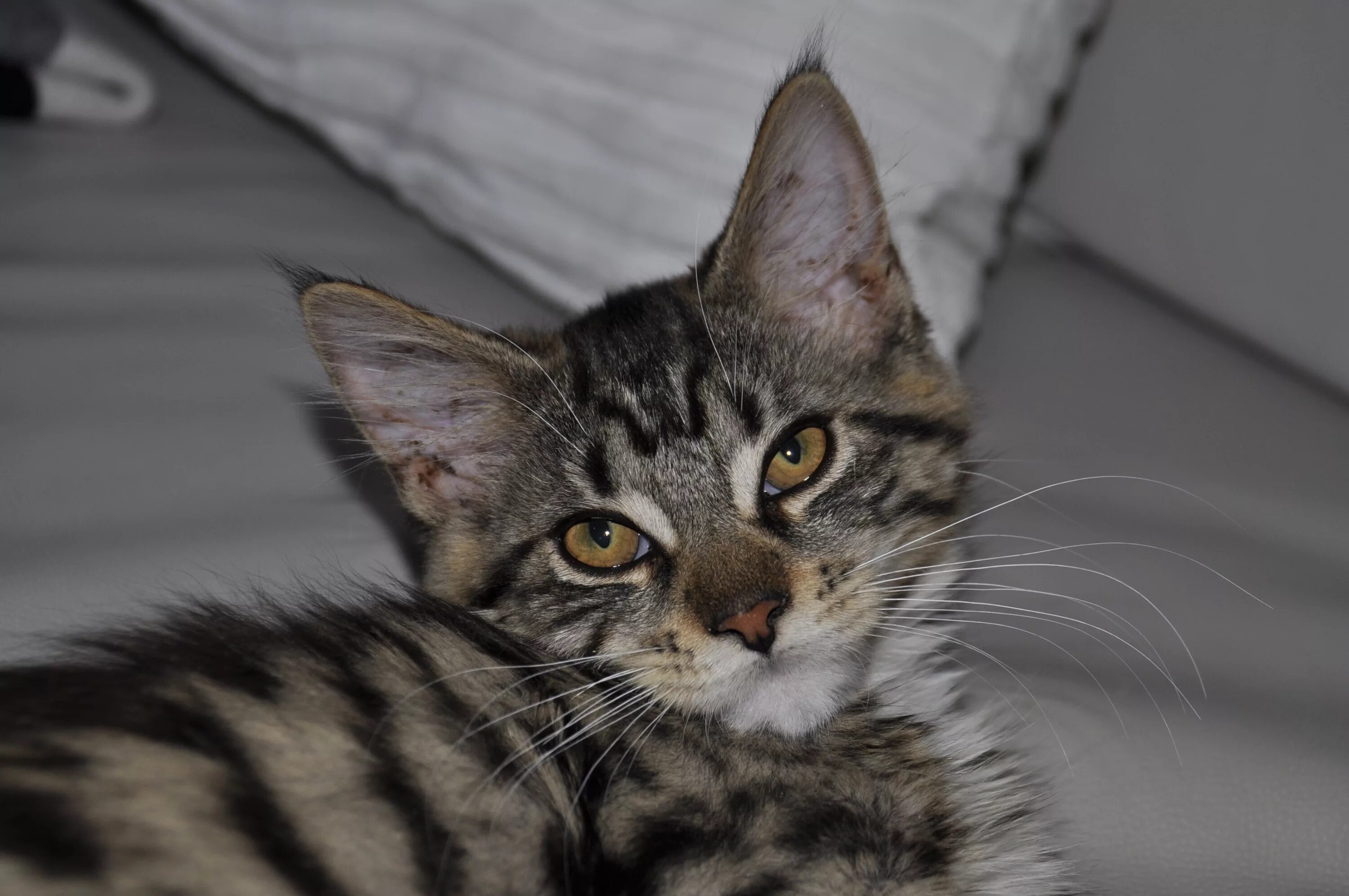 Кот уши с кисточками фото Free Images : kitten, fauna, close up, whiskers, vertebrate, mainecoon, tabby ca