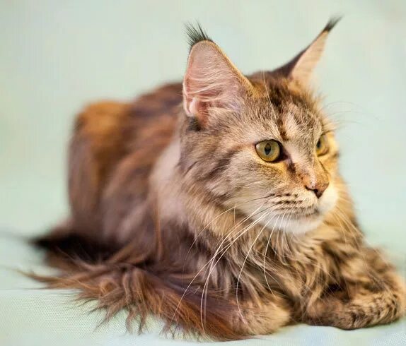 Кот уши с кисточками фото порода Окрасы Мейн кунов - WLCAT