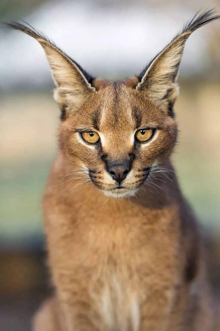 Кот уши с кисточками фото порода Serious caracal looking at me Exotic cats, Wild cats, Beautiful cats