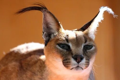 Кот уши с кисточками фото порода Turkmenistan Caracal Caracal cat, Cute wild animals, Caracal
