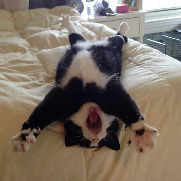 Кот утром картинка прикольная Pin on cuteness (mainly kitties) Cute animals, Funny animals, Cute cats