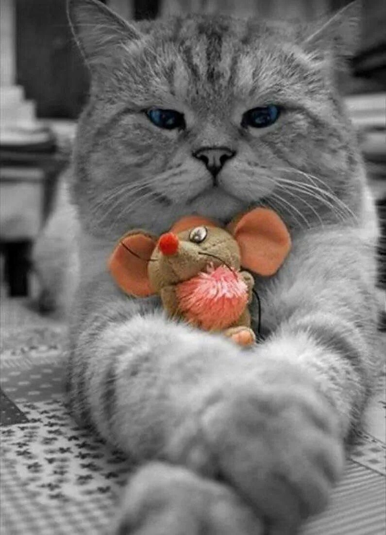 Кот утром картинка прикольная Sign in Cute cats, Beautiful cats, Cats