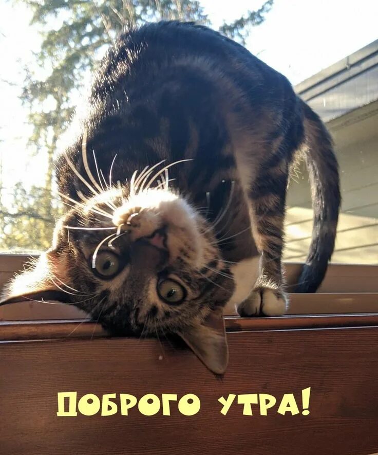Кот утром картинка прикольная Pin on Доброе утро