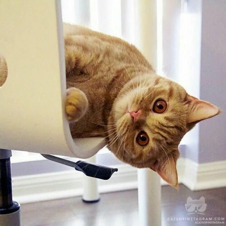 Кот утром картинка прикольная Sign in Cute cats, Pretty cats, Kittens cutest