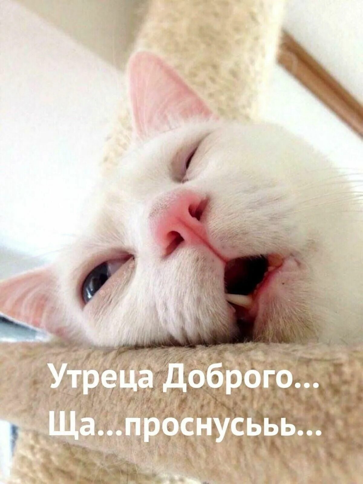 Кот утром картинка прикольная Пин на доске доброе утро Доброе утро, Смешно, Картинки
