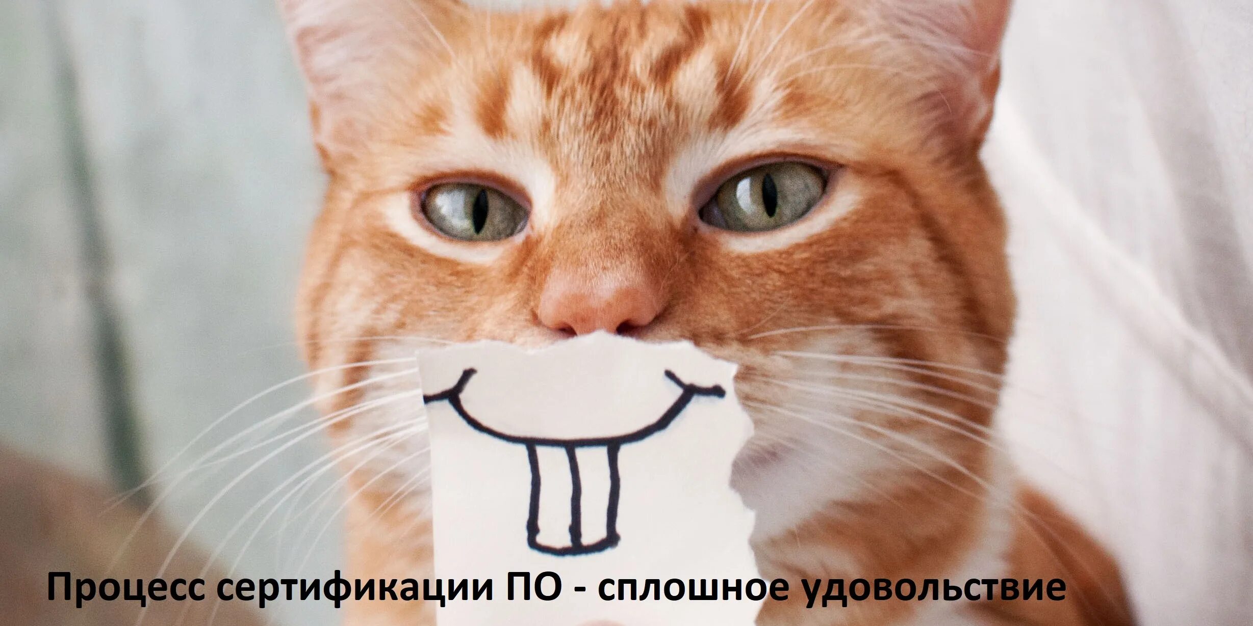 Кот утром картинка прикольная Svace: фича-реквесты для отечественного статического анализатора / Habr