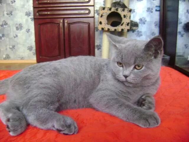 Кот в 6 месяцев как выглядит фото Таблица веса шотландского котенка по месяцам - PipCat.ru