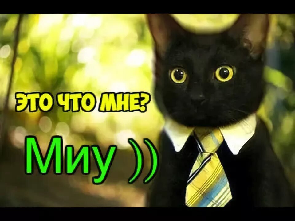 Кот в галстуке фото Моя Кошка сошла с ума ALIEXPRESS Посылка из Китая - YouTube