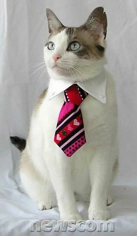 Кот в галстуке фото Pin on Cat & Kittens wearing clothes Cat tie, Cats, Cat boarding
