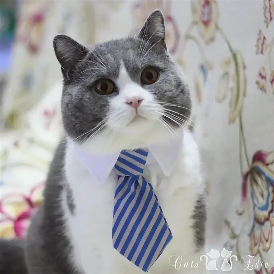 Кот в галстуке фото Pet bow tie royal blue - купить недорого AliExpress