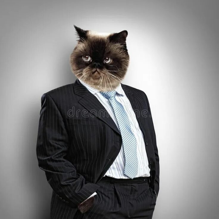 Кот в галстуке фото мем Funny fluffy cat in a business suit. Businessman. collage , #AD, #cat, #fluffy, 