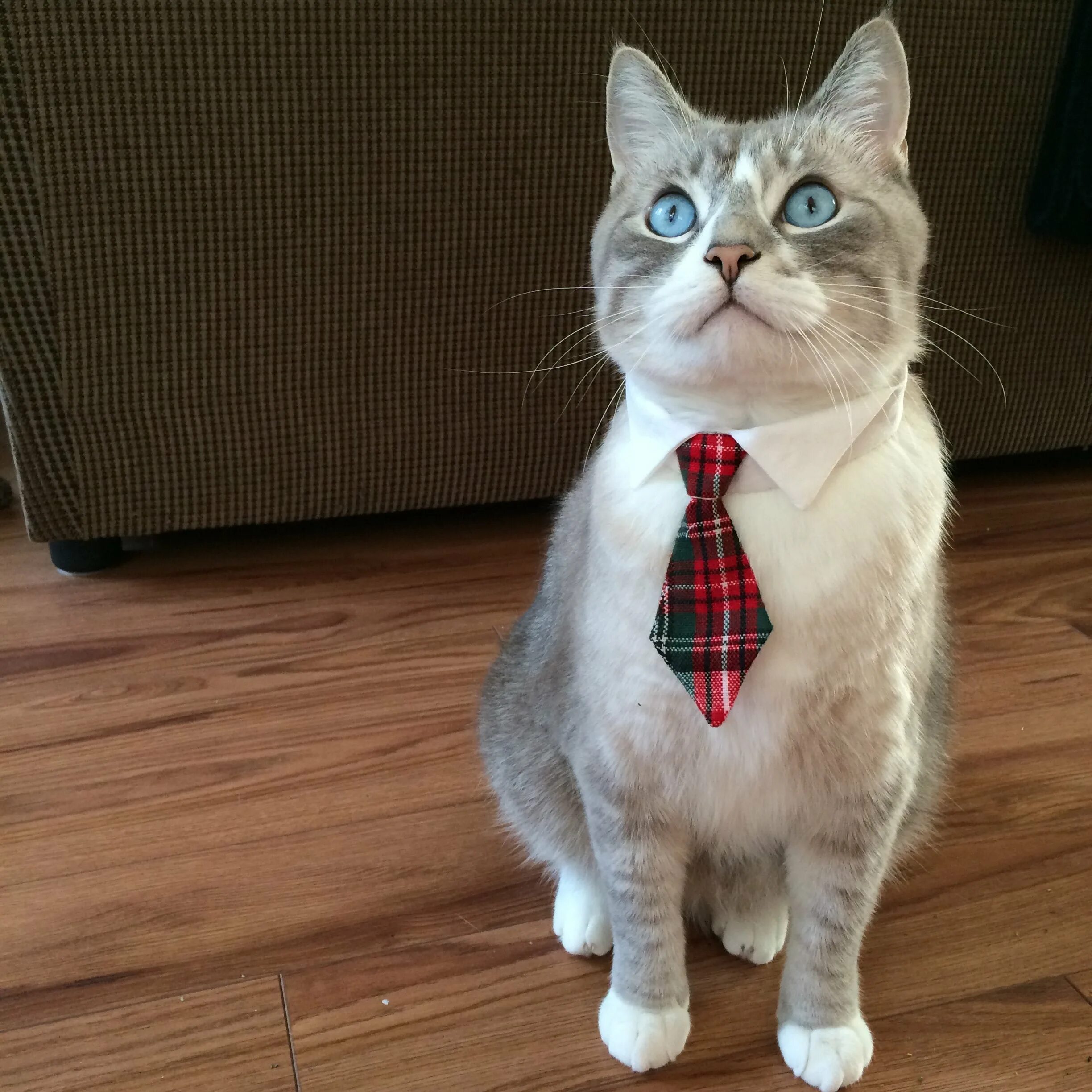 Кот в галстуке фото мем Neckties and bow ties for your fashionable cat от ChaisTies