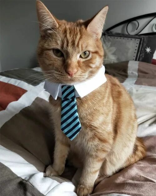 Кот в галстуке фото мем Pin by Catasters on Cats Cute funny animals, Animals, Funny animals