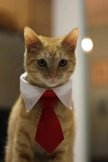 Кот в галстуке фото мем Пин от пользователя Eva almeida на доске Roupas para gatos e cachorros Рыжие кош