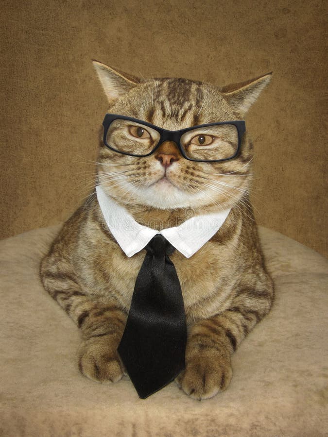 Кот в галстуке фото мем Sharp Dressed Cat Stock Photos - Free & Royalty-Free Stock Photos from Dreamstim