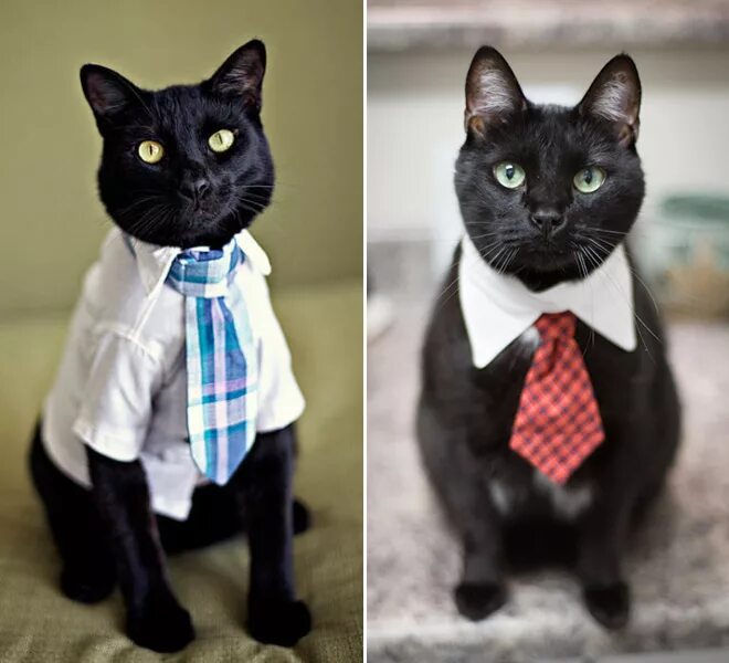 Кот в галстуке фото мем Neckties For Cats? That’s Totally a Thing.