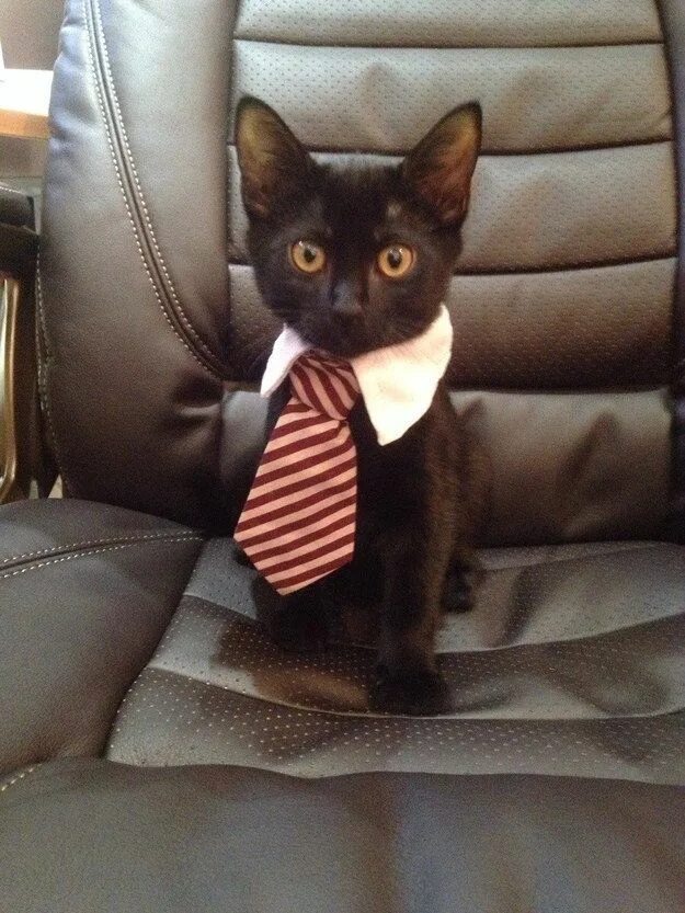 Кот в галстуке фото мем This very important business cat who had way too many meetings this week. Busine