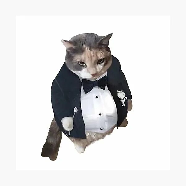 Кот в галстуке фото мем "angry cat meme funny cat" Photographic Print for Sale by jassine11 Redbubble