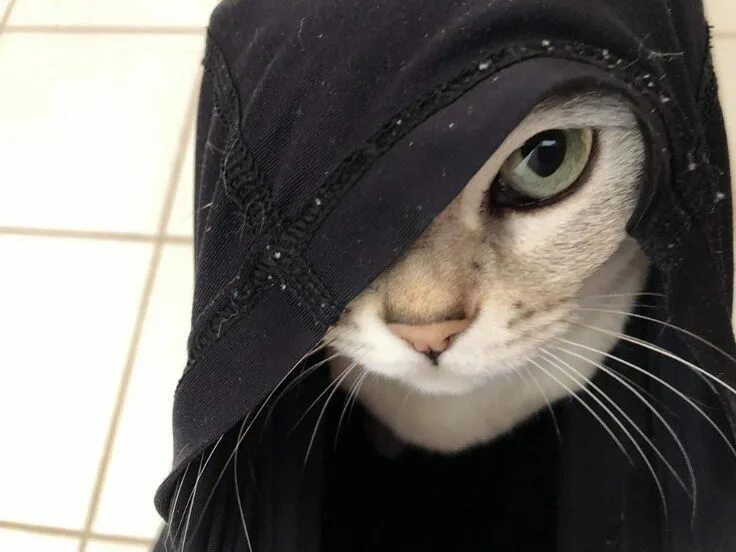 Кот в капюшоне фото Подборка прикольных картинок - Zefirka Cats, Cat care, Tabby cat