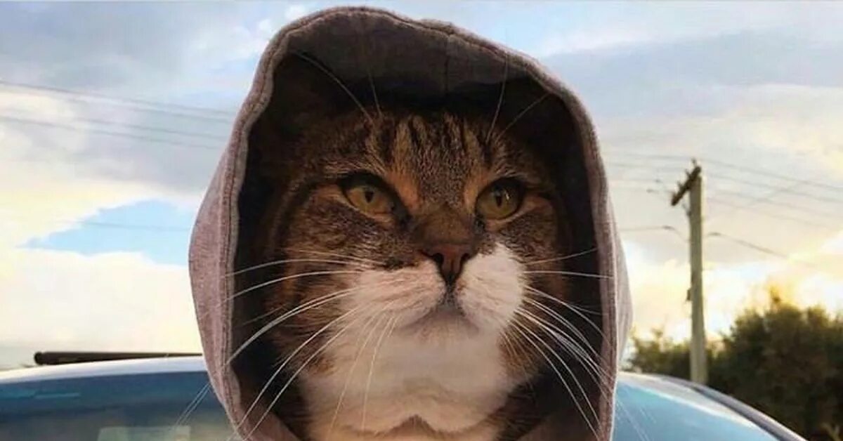 Кот в капюшоне фото Котаны, что-то похолодало Пикабу