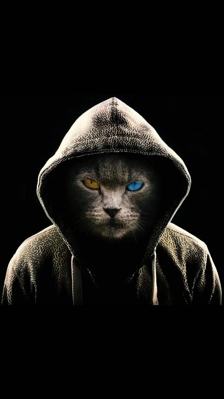 Кот в капюшоне фото Download Devil Cat wallpaper by Mr_dare_devil27 - 7a - Free on ZEDGE ™ now. Brow