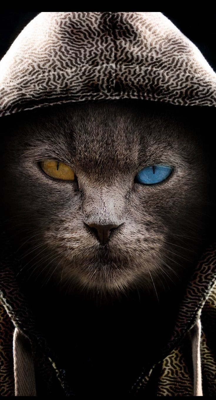 Кот в капюшоне фото Pin by Gabs V on This ♀ Cat wallpaper, Cats, Iphone wallpaper cat Cat wallpaper,