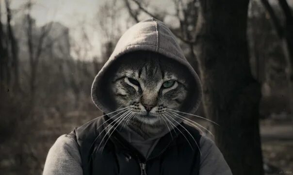 Кот в капюшоне фото Sergej Uvarov made a plug from a cat growling. Just for those who thought it was