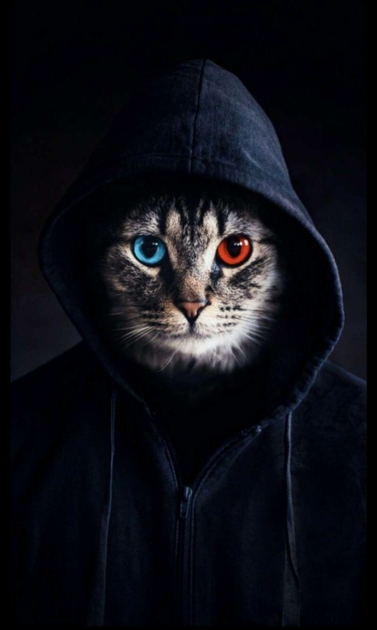 Кот в капюшоне фото Pin by Patrizia Salento on Celebrity Photography in 2023 Fotografi hewan, Kucing