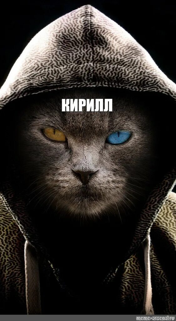 Кот в капюшоне фото Создать мем "картинки на обои животные кот капюшон, крутой кот на аватарку, карт