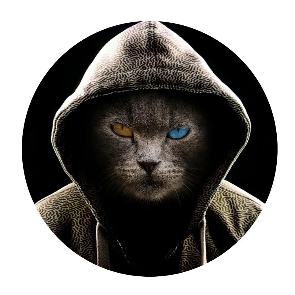 Кот в капюшоне фото Кота в капюшоне - CollectPhoto.ru
