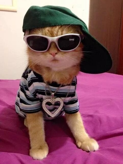 Кот в кепке фото Pin by Khanh An on Everything Cat Cute animals, Baby cats, Pretty cats