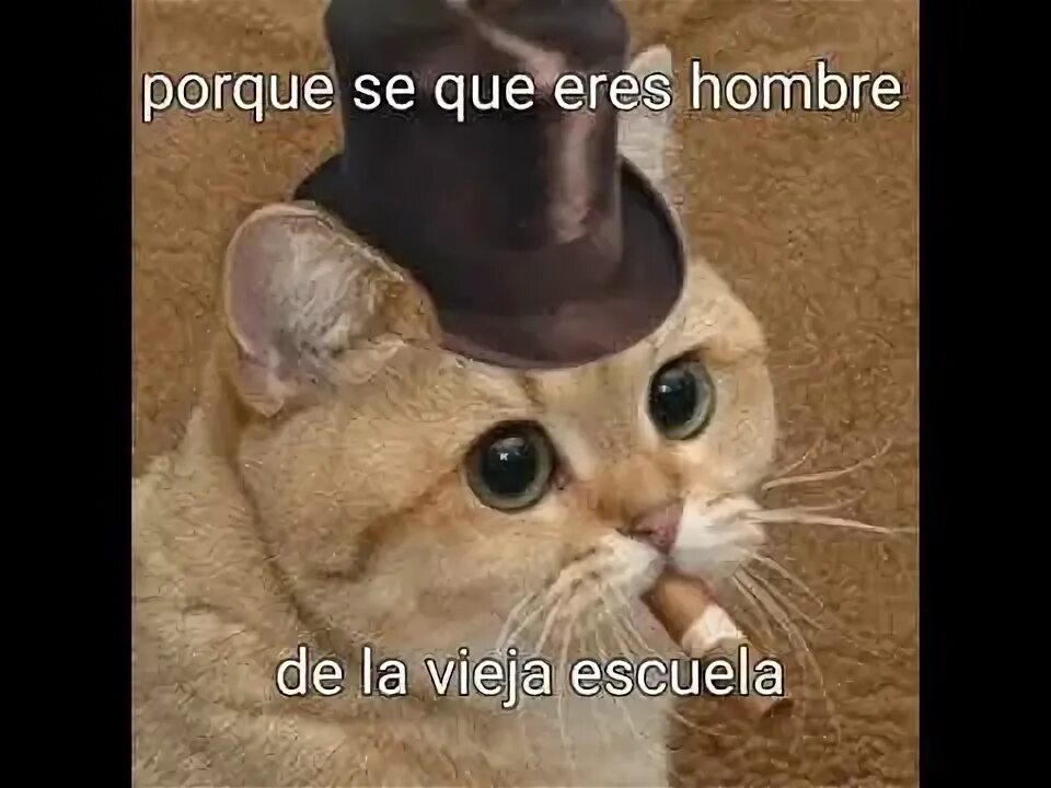 Кот в кепке фото Edit de Rude, con Gatos - YouTube
