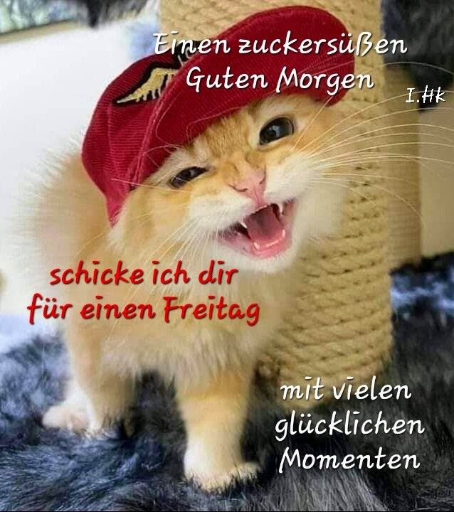 Кот в кепке фото Pin von Gitti Schröder auf Freitag in 2024 Freitag guten morgen, Guten morgen gr