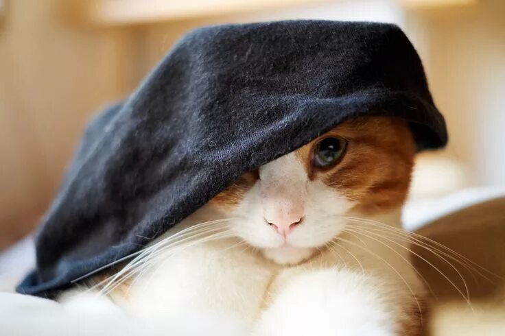 Кот в кепке фото Pin on CATS II / GATS II / GATOS II