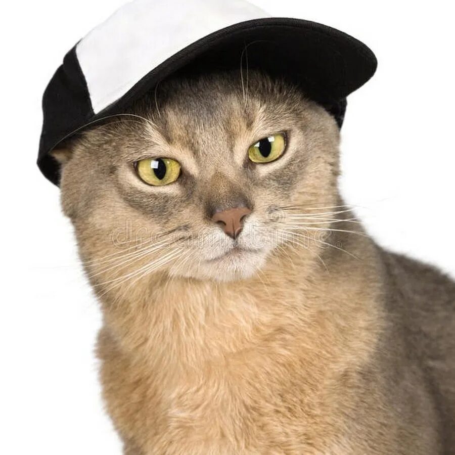 Кот в кепке фото EL GATO NATO - YouTube
