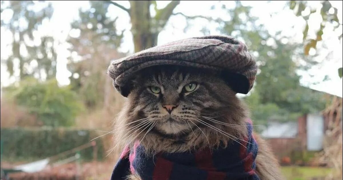 Кот в кепке фото Шерлок Котс. Пикабу
