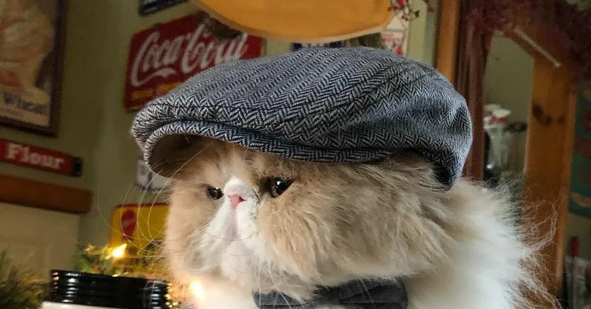 Кот в кепке фото Как денди лондонский одет... Пикабу