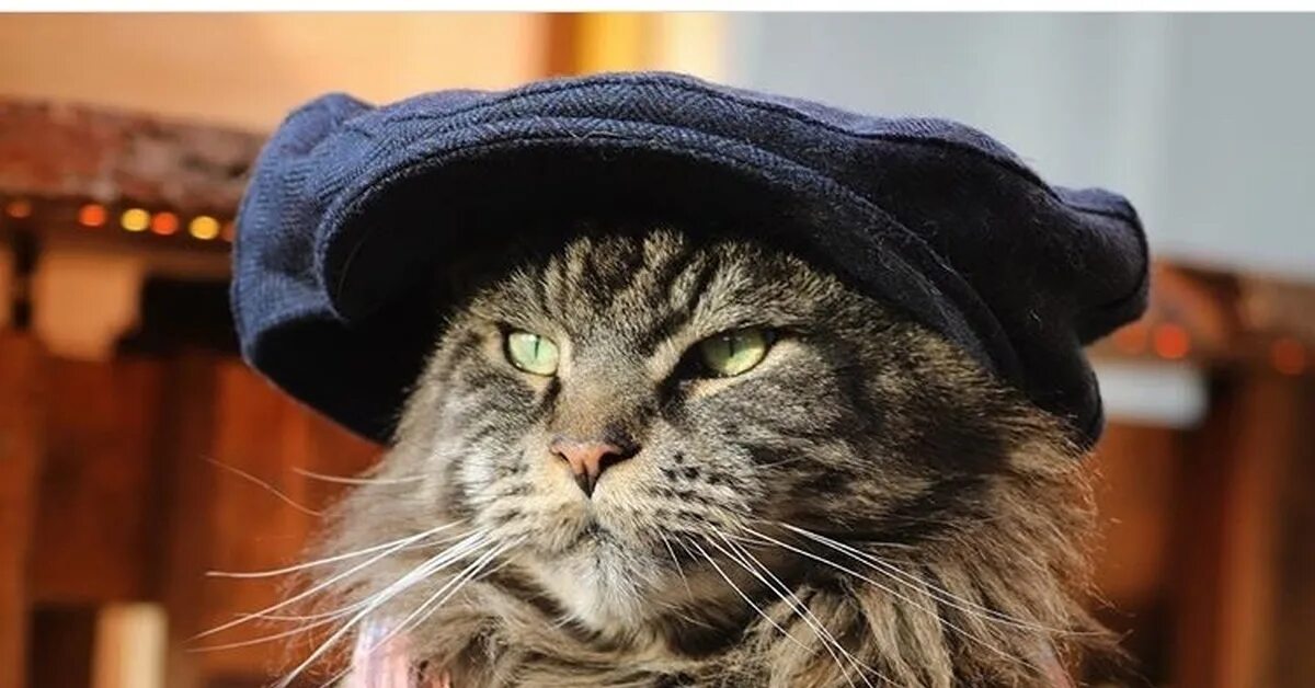 Кот в кепке фото Коты в кепках Пикабу