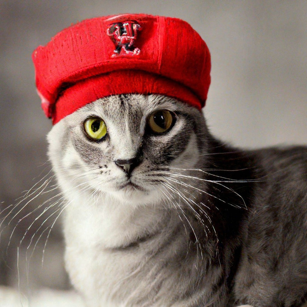 Кот в кепке фото "The cat in the cap" - image created in Shedevrum