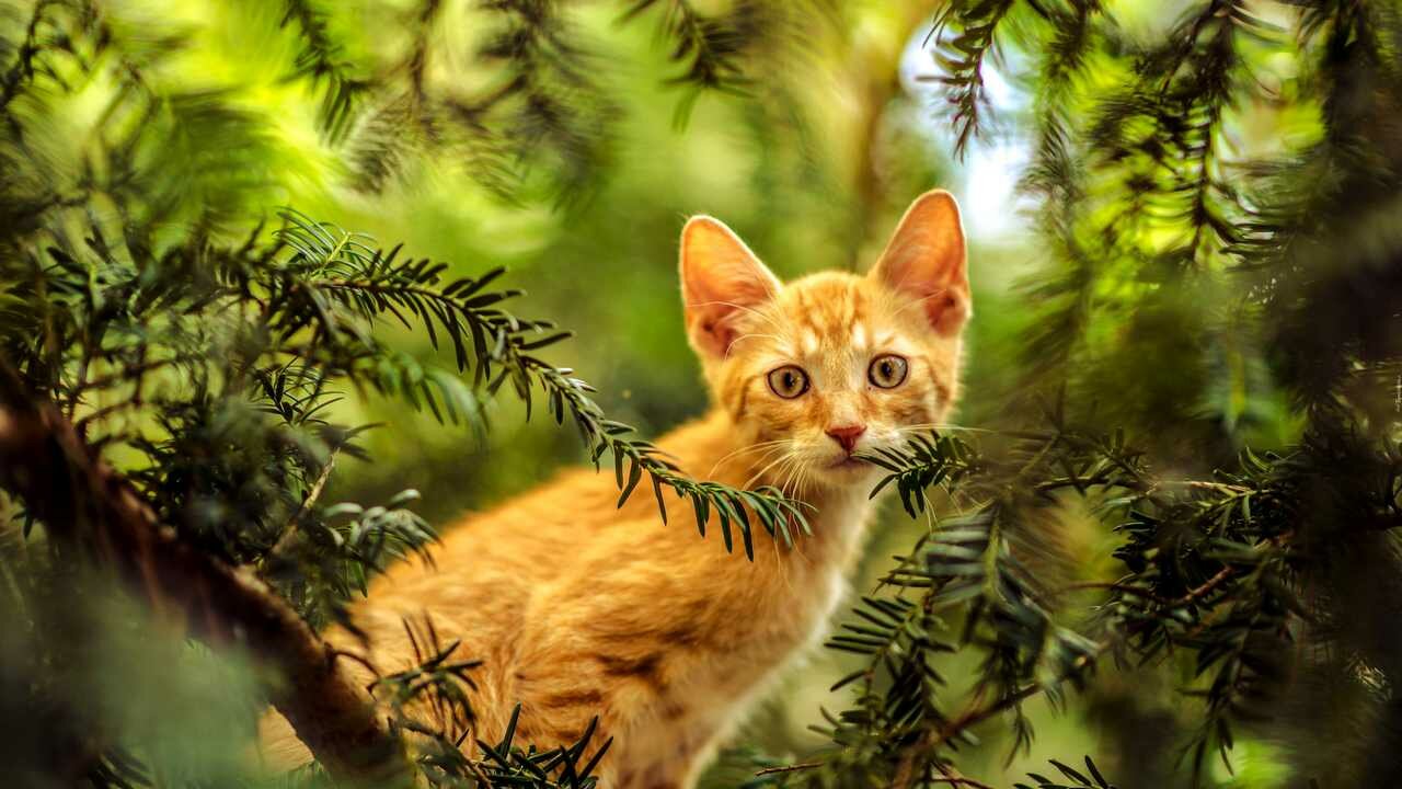 Кот в лесу фото Картины рыжего кота с пузиком - купить по низкой цене на Яндекс Маркете