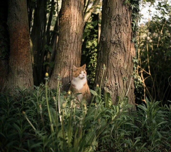 Кот в лесу фото Pin by Mary Merchant on wallpapers Magic forest, Tree, Cats