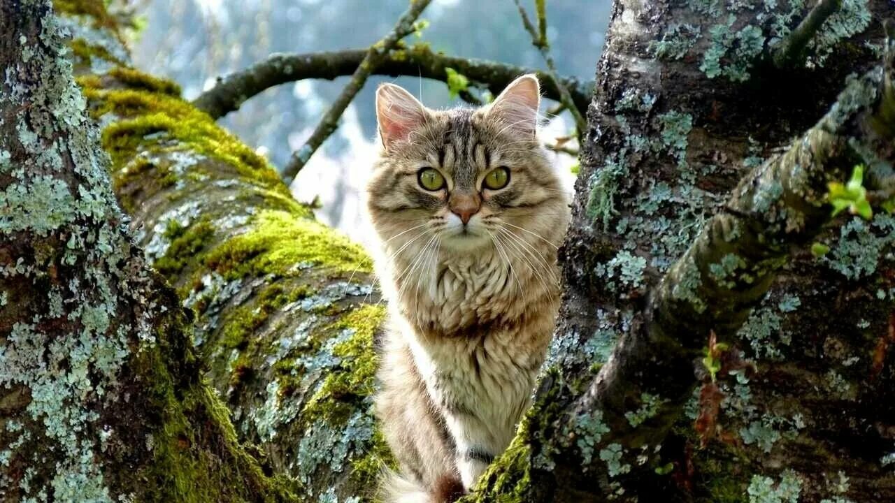 Кот в лесу фото Картина коты на дереве - купить по низкой цене на Яндекс Маркете