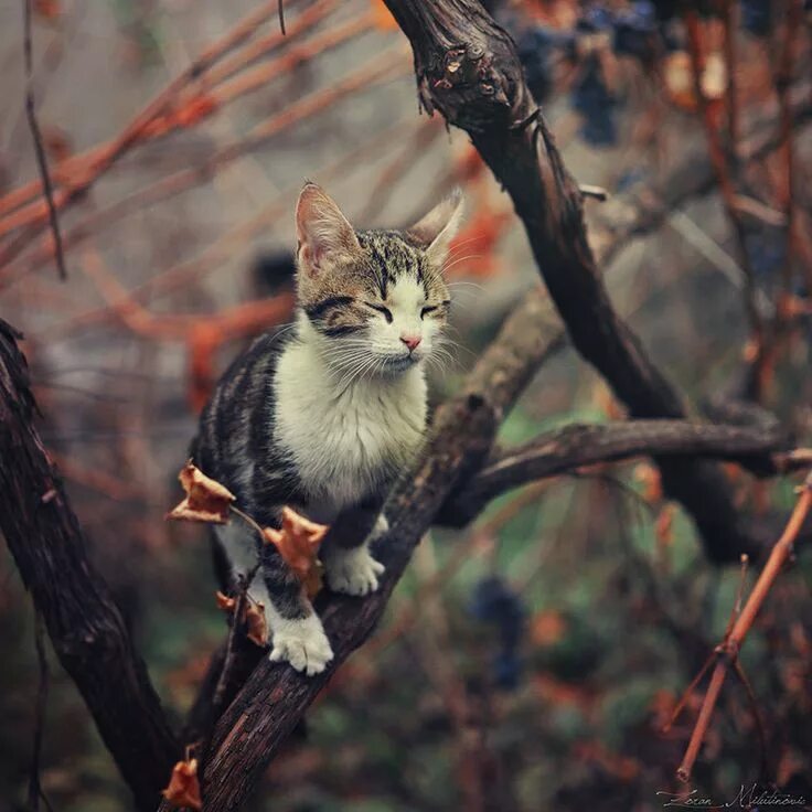 Кот в лесу фото Sleepy explorer by ZoranPhoto on deviantART Cats, Beautiful cats, Crazy cats