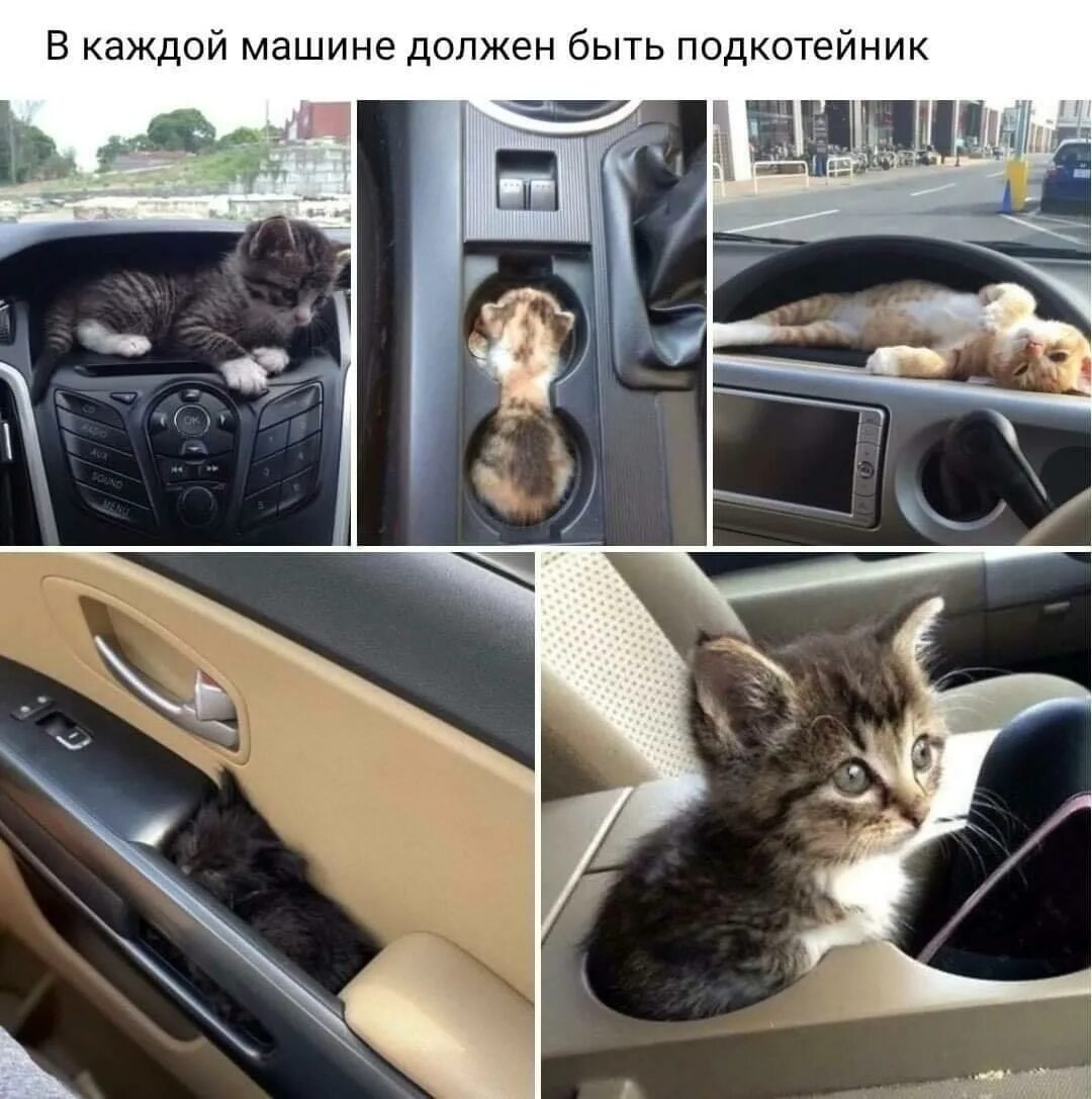 Кот в машине фото КотАвасИя (2) - стихотворение поэта