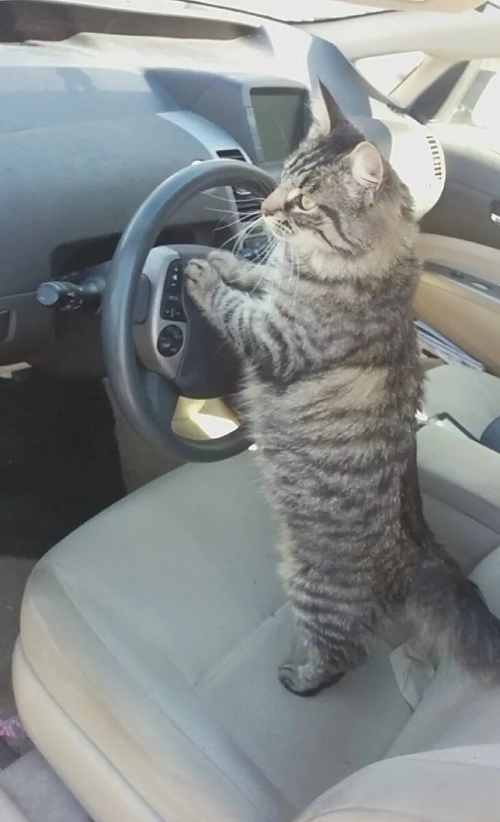 Кот в машине фото This lil dude climbed into my car today! Cats, Cute cats, Cute animals