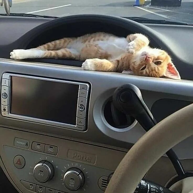 Кот в машине фото Love Tեհւֆ #cat #cats #catsagram #catstagram #instagood #kitten #kitty #kittens 