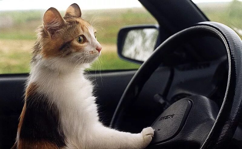 Кот в машине фото Тест: Ваш стиль вождения - DRIVE2