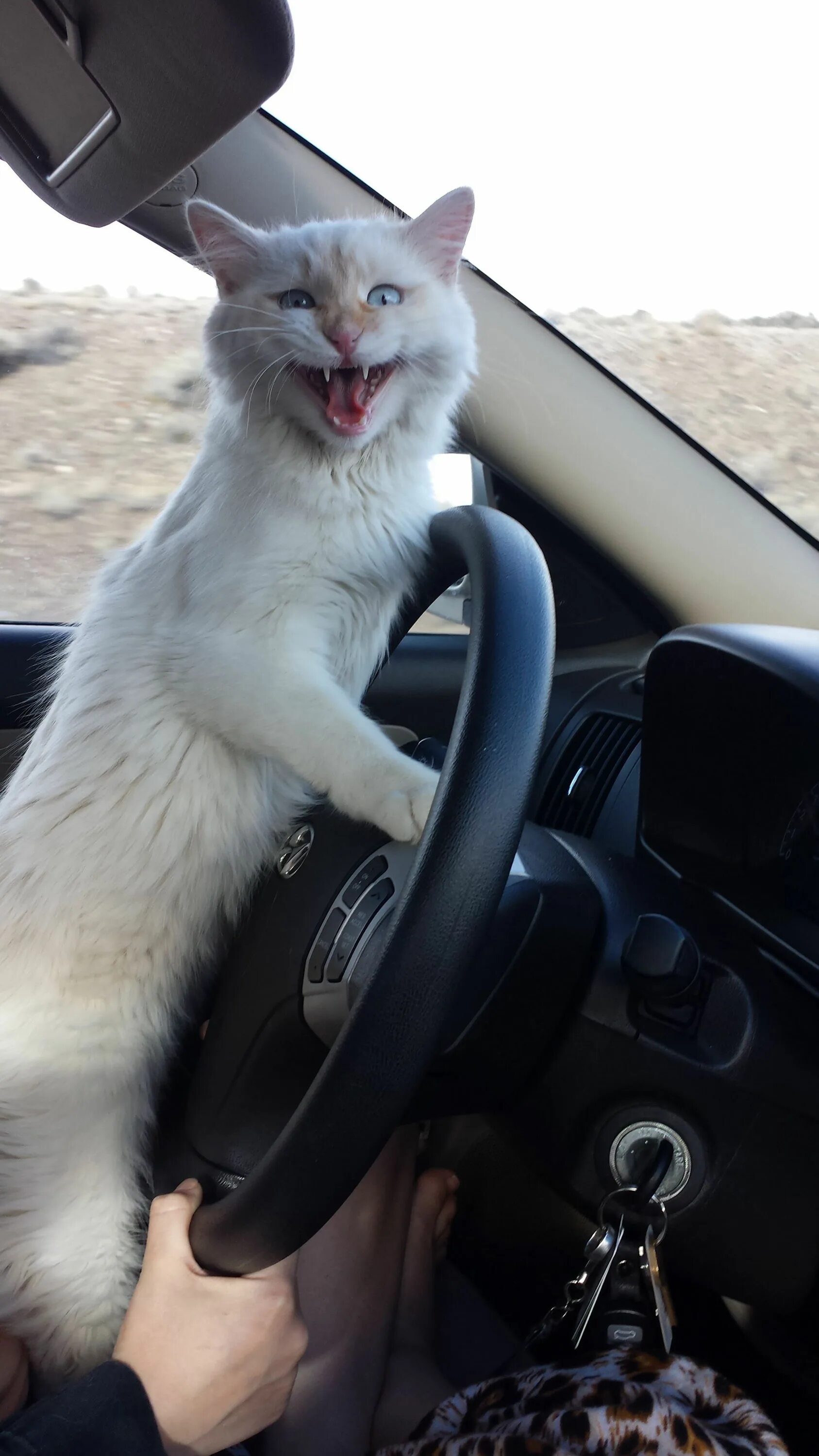 Кот в машине фото My kitty did not have a great time in the car Funny animal pictures, Funny anima