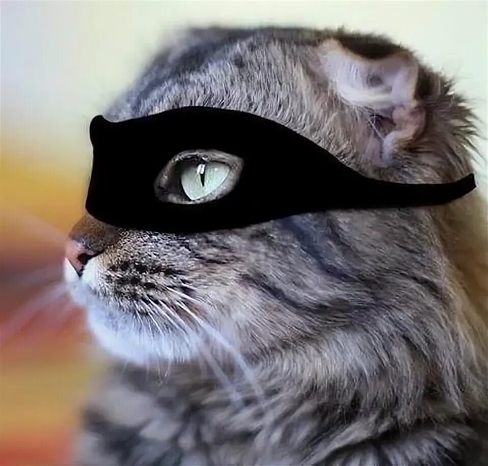 Кот в маске фото if love cats or you are a cat owner you have to follow me . i share some thing a